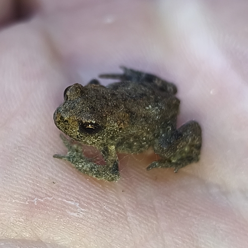 European Toad