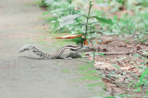Five-striped Palm Squirrel