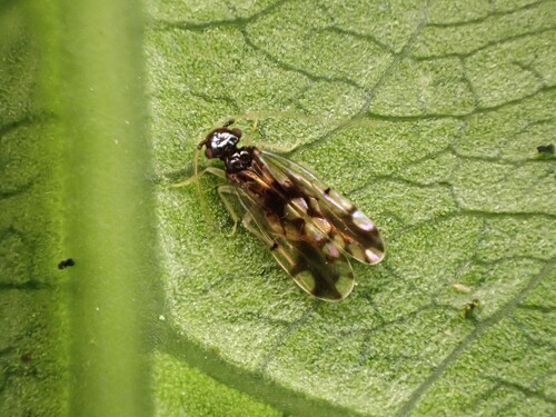 Ectopsocus gracilis, 2026-06-15