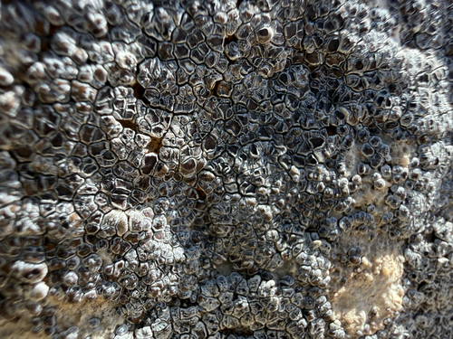Acarospora cervina