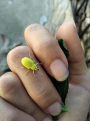 Litostylus