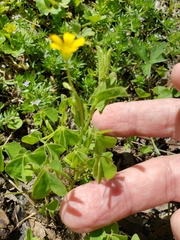 Oxalis