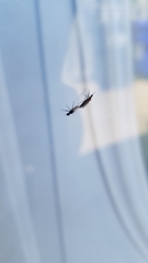 Dilophus tibialis breviceps