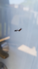 Dilophus tibialis breviceps