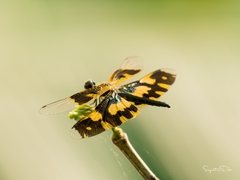 Rhyothemis variegata