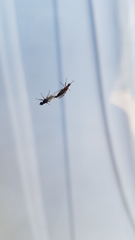 Dilophus tibialis breviceps