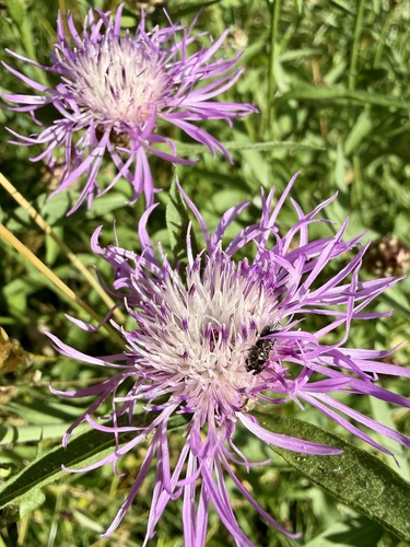 Brown Knapweed