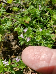 Sherardia arvensis