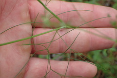 Cynosciadium digitatum