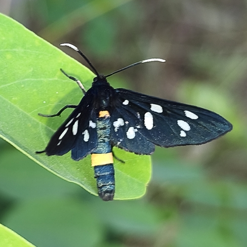 Nine-spotted Moth