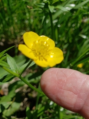 Ranunculus