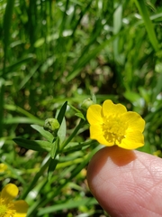 Ranunculus