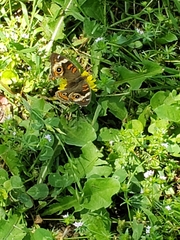 Junonia coenia