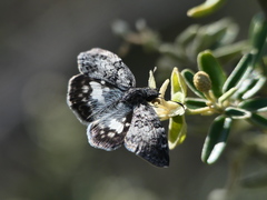 Chiomara asychis