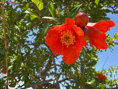 pomegranate