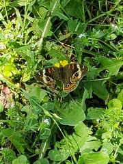 Junonia coenia