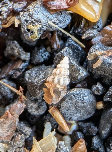 Rissoa variabilis, 2026-06-20