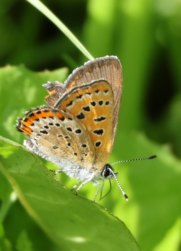 Violet Copper