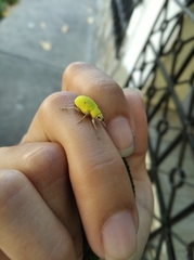 Litostylus