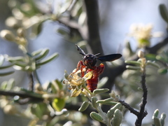 Scolia rufiventris