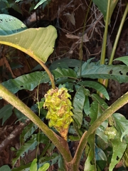 Goeppertia cylindrica, photograph Paulo Nogueira, CC BY, iNaturalist via GBIF