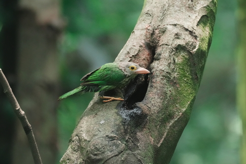 Lineated Barbet