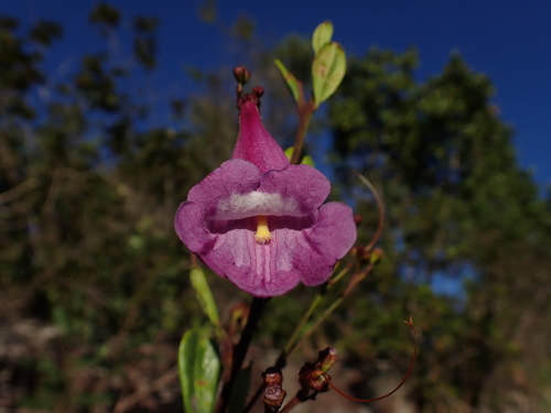 Jacaranda irwinii