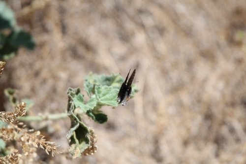 iNaturalist observation photo of Hairstreaks