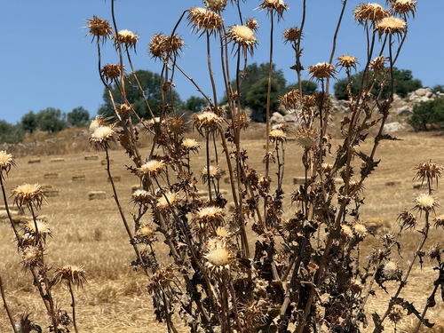 milk thistle