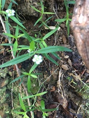 Moehringia