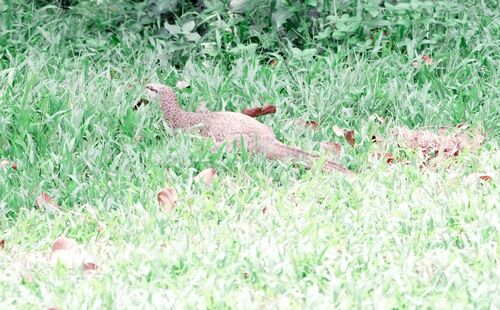Bengal Monitor