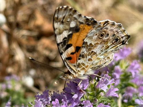 Painted Lady