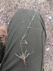Aristida basiramea
