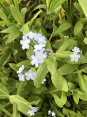 Myosotis