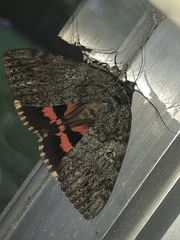 Catocala umbrosa