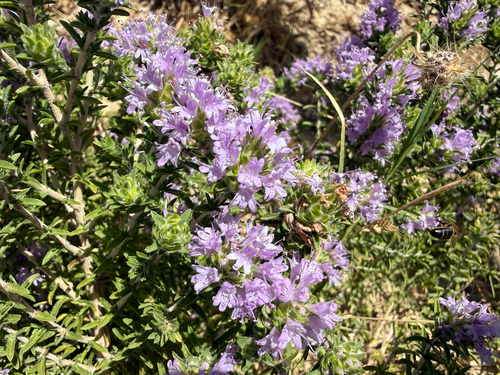 Spanish Oregano