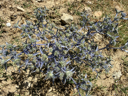 Eryngium triquetrum