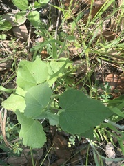 Allowissadula holosericea