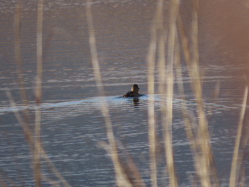 iNaturalist image