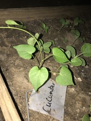 Ipomoea batatas