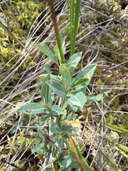 Salix myrtilloides, photograph (c) Stanislav Murashkin, some rights reserved (CC BY)