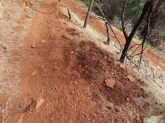 Tachyglossus aculeatus