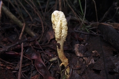 Cordyceps cranstounii