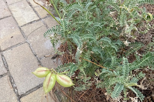 Astragalus nuttallii, photograph 5