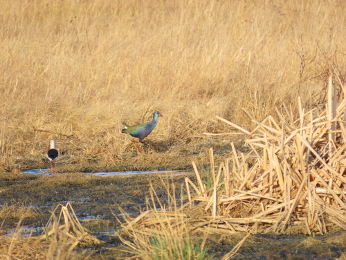 iNaturalist image