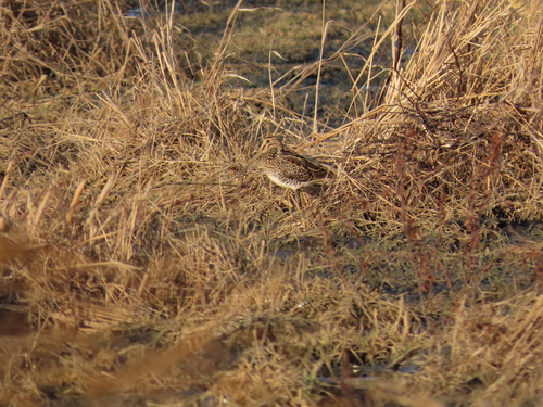 iNaturalist image