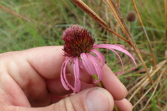 Echinacea atrorubens