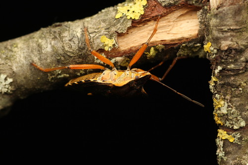 Forest Bug