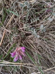 Astragalus shortianus