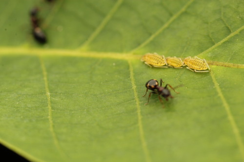 Walnut Aphid